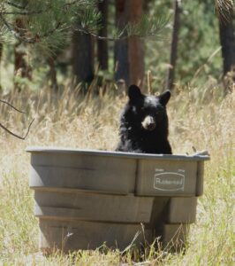 楽天でお米10kgを安い価格で購入する方法は？