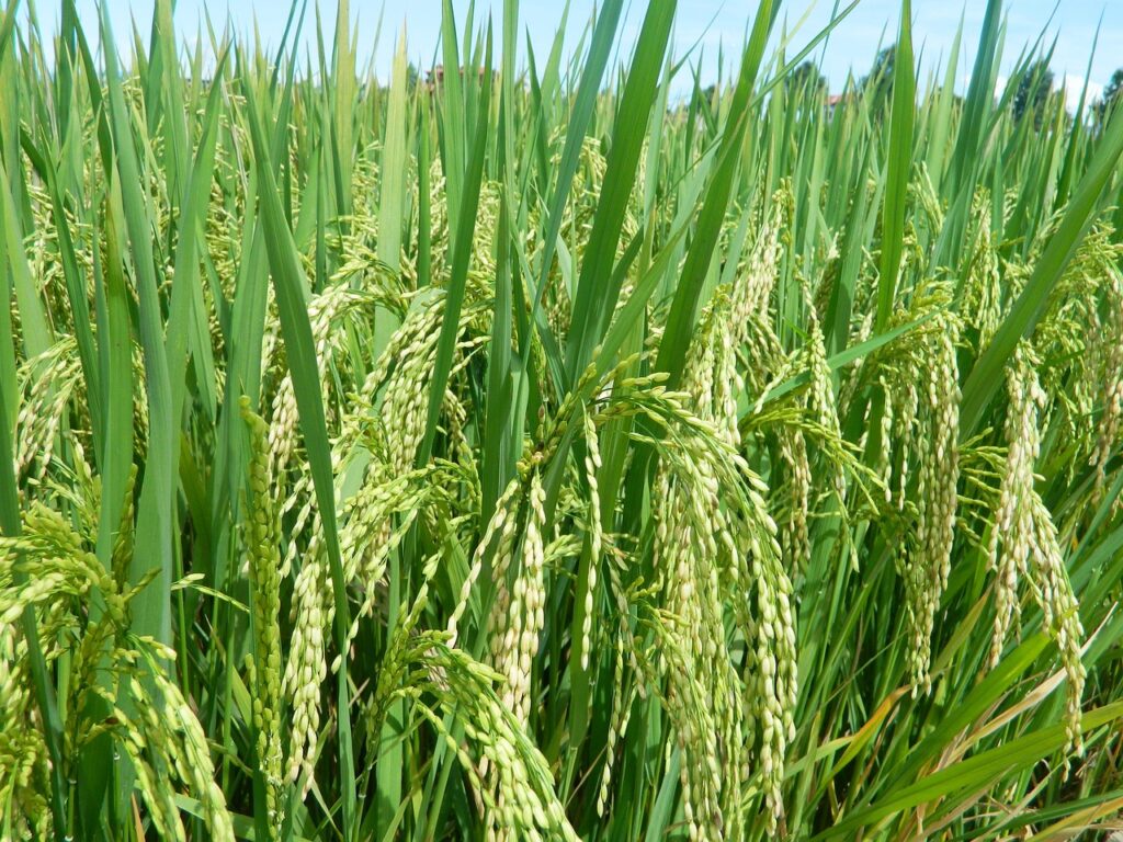 米のブランド比較でおすすめの選び方は？