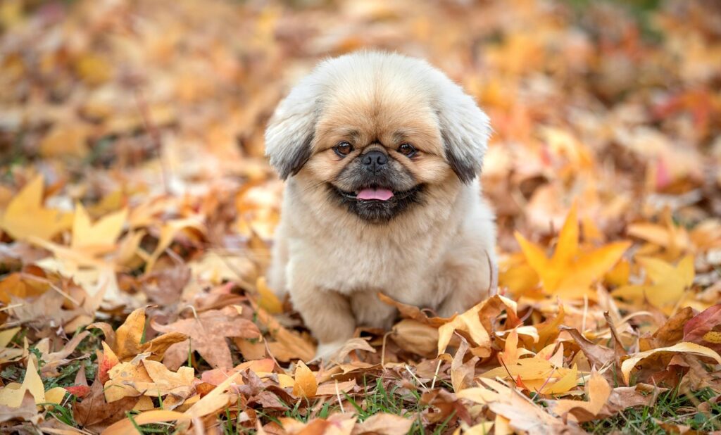 お米アレルギーを持つ子供のための食事対策は？