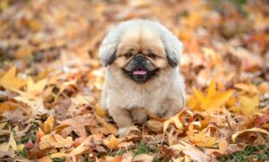 お米アレルギーを持つ子供のための食事対策は？