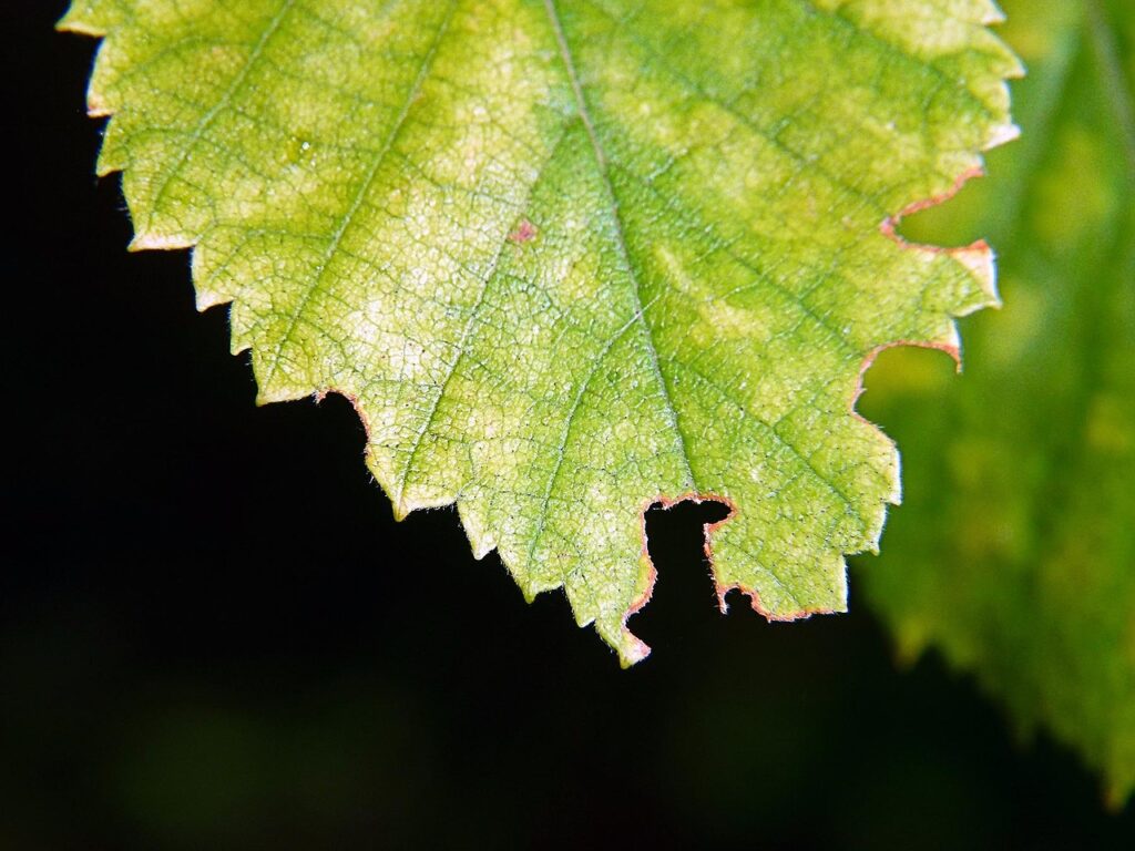 子供に安全な有機米のおすすめは？