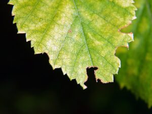 子供に安全な有機米のおすすめは？