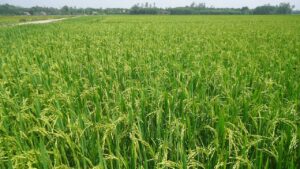 子供に安全な有機米のおすすめブランドは？