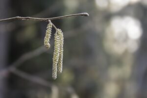 コメアレルギーの症状と対策について知っておくべきことは？