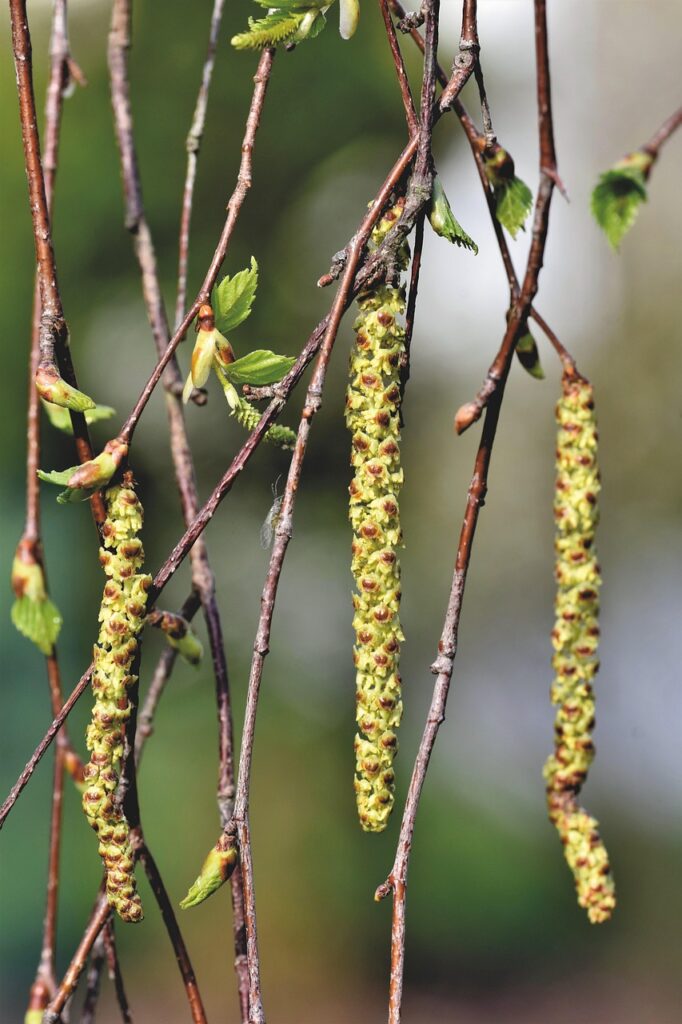 米アレルギーの人は何を食べるべきか知っていますか？