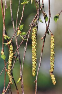 米アレルギーの症状にはどんなものがあるの？