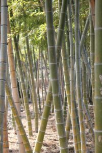 つや姫とミルキークイーンの違いはどこにあるの？