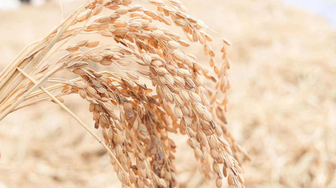 口コミで高評価の米ブランドはどれがおすすめ？