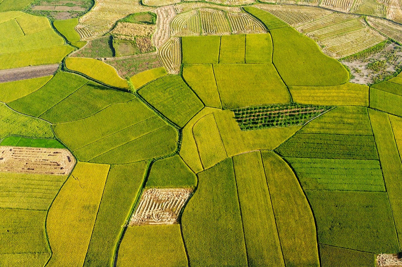 無農薬米を使ったお米の離乳食おすすめレシピは？